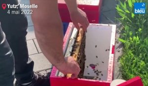Récolte de miel de printemps exceptionnelle pour les apiculteurs de Moselle