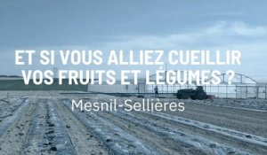 Et si vous alliez cueillir vos fruits et légumes ?