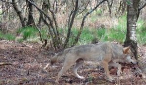 Un loup aperçu dans le Finistère, une première depuis un siècle