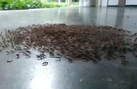 Démonstration que les fourmis militaires sont aveugles