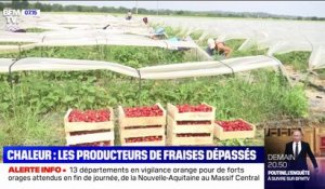 Chaleur: des producteurs de fraises du Tarn-et-Garonne dépassés