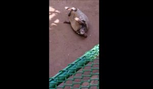 Un touriste aide une tortue retournée sur son dos... beau geste