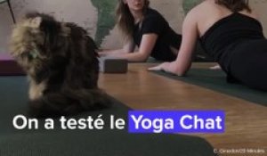 On a testé le Yoga Chat à Lyon