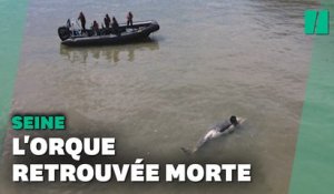 L'orque perdue dans la Seine a été retrouvée morte