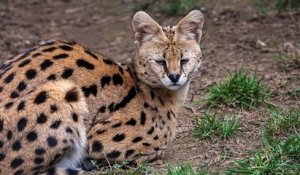 Montpellier : un serval capturé dans le jardin d'un habitant