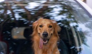 Enfermé dans une voiture en pleine canicule, ce chien a frôlé la mort