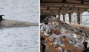 Le squelette de l'orque retrouvée morte dans la Seine va entrer dans les collection du Muséum national d'Histoire naturelle 
