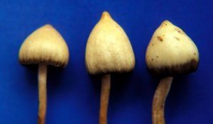 Les champignons magiques devraient être distribués dans les maisons de retraite