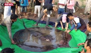 Cambodge : le plus gros poisson d’eau douce jamais pêché