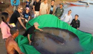 Cambodge : il pêche une raie de 300 kg, le plus gros poisson d'eau douce jamais enregistré