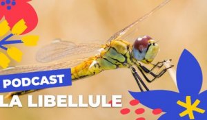 Les libellules à Paris | Brèves de nature sauvage à Paris | Paris Podcast