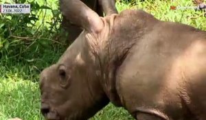 Ale, le nouveau bébé rhinocéros blanc du zoo national de Cuba
