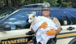 États-Unis : un policier sauve une chienne abandonnée sous la chaleur et l'adopte