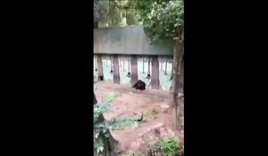 Cet Orang outan fume des clopes dans un zoo au Vietnam