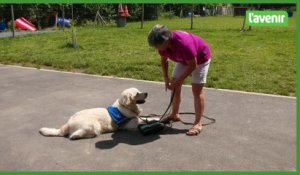 Looping, un chien d'assistance pour les personnes épileptiques