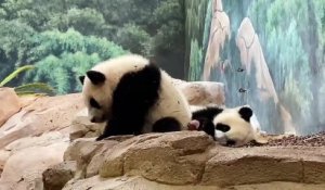 Les pandas du Zoo de Beauval