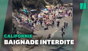 Deux otaries font fuir les vacanciers d'une plage de Californie