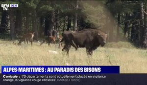 C'est vos vacances: des bisons, des chevaux sauvages et des élans à une heure de Nice