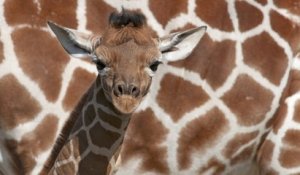 Kenya : une girafe masaï a donné naissance à des jumeaux, un événement particulièrement rare