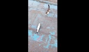 Un chaton vient voler un poisson à un pecheur