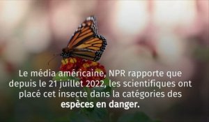 Le Papillon Monarque vient se rajouter à la liste des espèces protégées