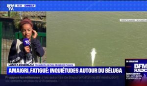 Sauvetage du béluga piégé dans la Seine: les secours envisagent "une extraction de l'eau", selon Sea Sheperd France