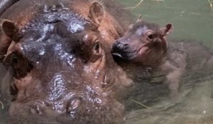 Un adorable bébé hippopotame est né dans le zoo de Cincinnati, aux États-Unis