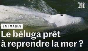 Le béluga dans la Seine est encore trop « fragile » pour son transport