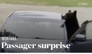 Un ours du Montana passe toute une nuit bloqué dans une voiture