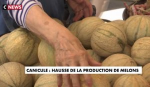 Canicule : saison record pour la production de melon