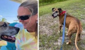 États-Unis : un chien âgé trouve une famille aimante huit ans après son arrivée au refuge