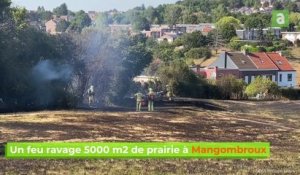 Un feu ravage 5000 m2 de prairie à Mangombroux