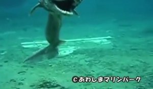 Un requin très bizarre filmé dans les fonds marins...