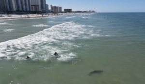 Floride : deux baigneurs nagent à coté d'un requin sans s'en rendre compte