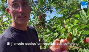 Récolte de pommes dans l'Hérault : des fruits trop petits et tout pourris à cause de la chaleur