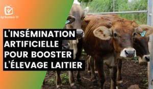 Burkina Faso : L’insémination artificielle pour booster l’élevage laitier