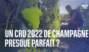 Champagne: le cru 2022 s'annonce proche de la perfection