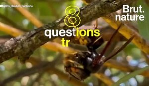 8 questions très simples sur le frelon asiatique