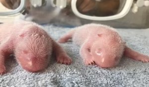 Chine : un panda géant a donné naissance à des jumeaux dans un centre d'élevage