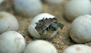 Occitanie : une centaine de bébés tortues vont bientôt naître sur une plage, un événement exceptionnel