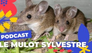 Le Mulot sylvestre  | Brèves de nature sauvage à Paris | Paris Podcast
