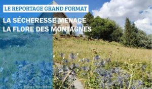 GRAND FORMAT - La sécheresse menace la flore des montagnes