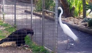 Un oiseau très intelligent attire un autre oiseau pour le capturer