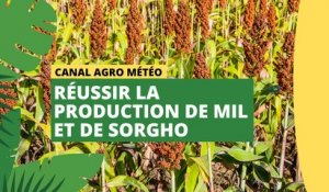 Canal Agro Météo : Réussir la production de mil et de sorgho
