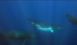 Fenêtre sur les Outre-Mer - Protéger les baleines à bosse