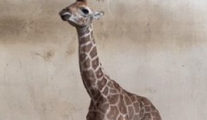 Un girafon est né au zoo du bassin d'Arcachon