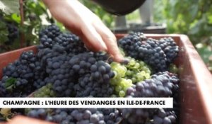 Champagne : l'heure des vendanges en Ile-de-France