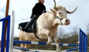 Aston, le seul taureau au monde à être dressé comme un cheval