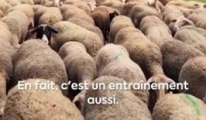 Théo est meilleur jeune berger de France 2020