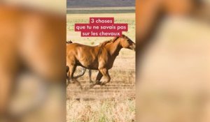 Journée du cheval : 3 choses à savoir sur cet animal